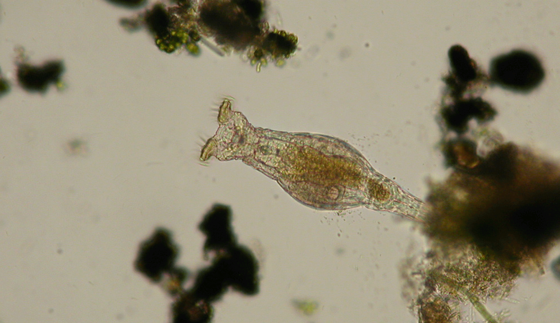 Rutgers Global - Serendipitous Science, Daniel Shain and team from Iceland discovers bdelloid rotifers in glacier ice, microscopic enhancement of bdelloid rotifer