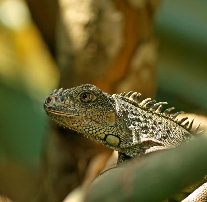 Iguana