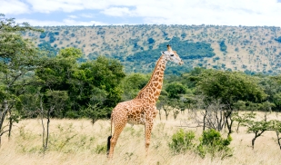 Summer: Rutgers- Rwanda: Conservation, Community Development, National Identity