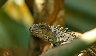 Winter: CELA Belize