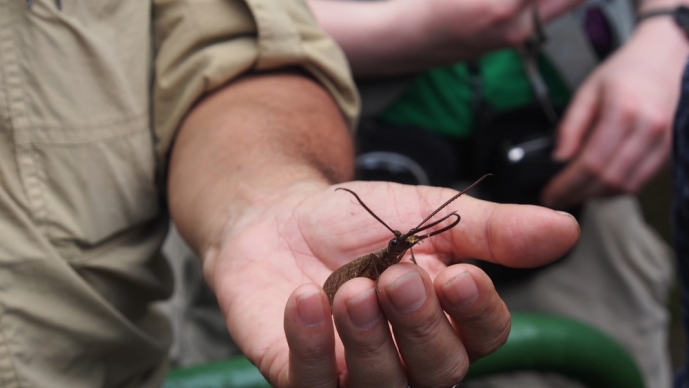 Tropical researcher holding bug in hand