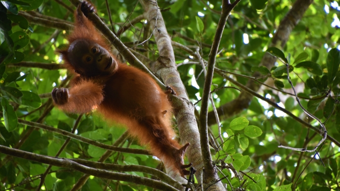 Rutgers Summer Primates Ecology and Conservation in Indonesia