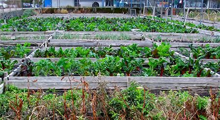 Center for Urban Environmental Sustainability, urban vegetable garden