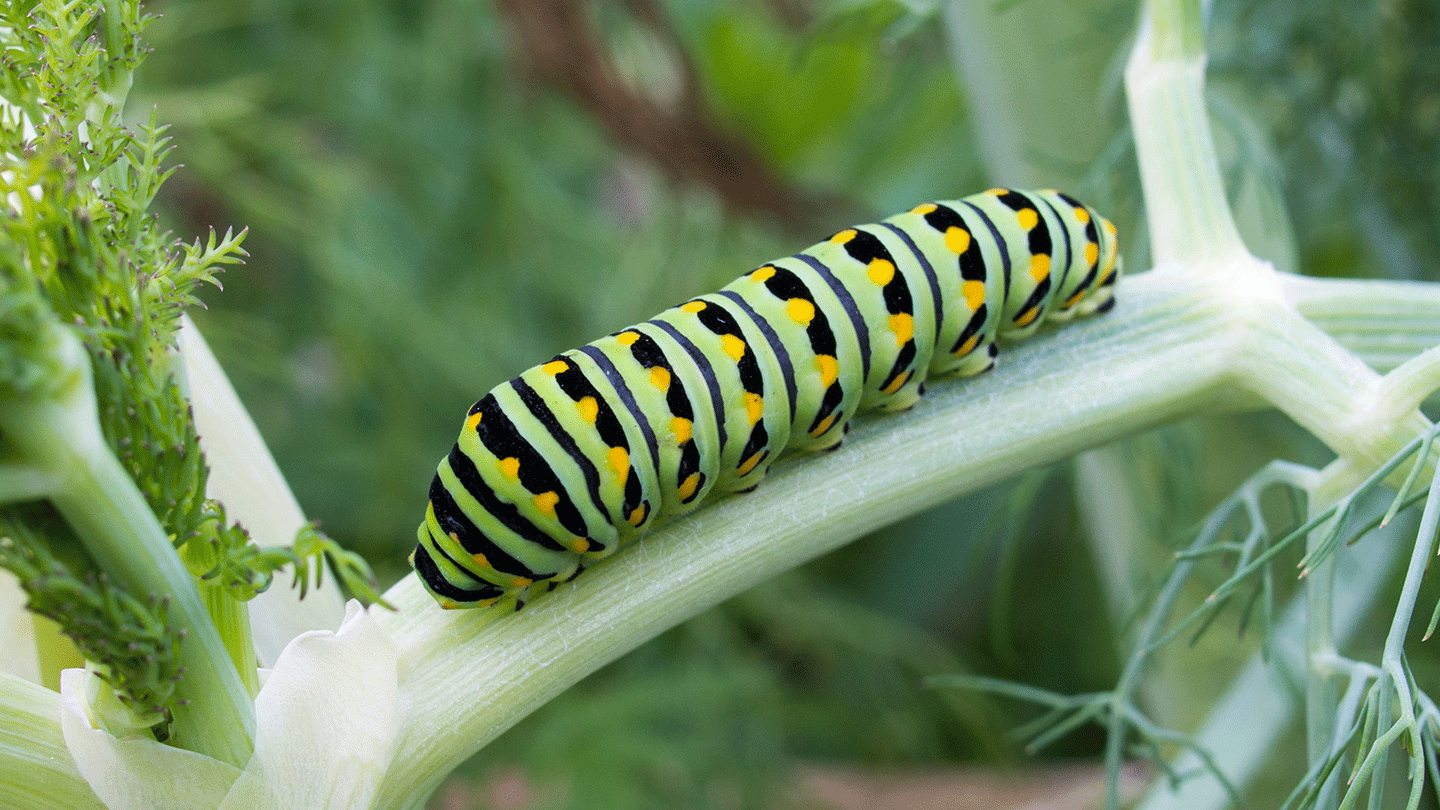 Rutgers Institute of Earth, Ocean, and Atmospheric Sciences, caterpillar on a branch